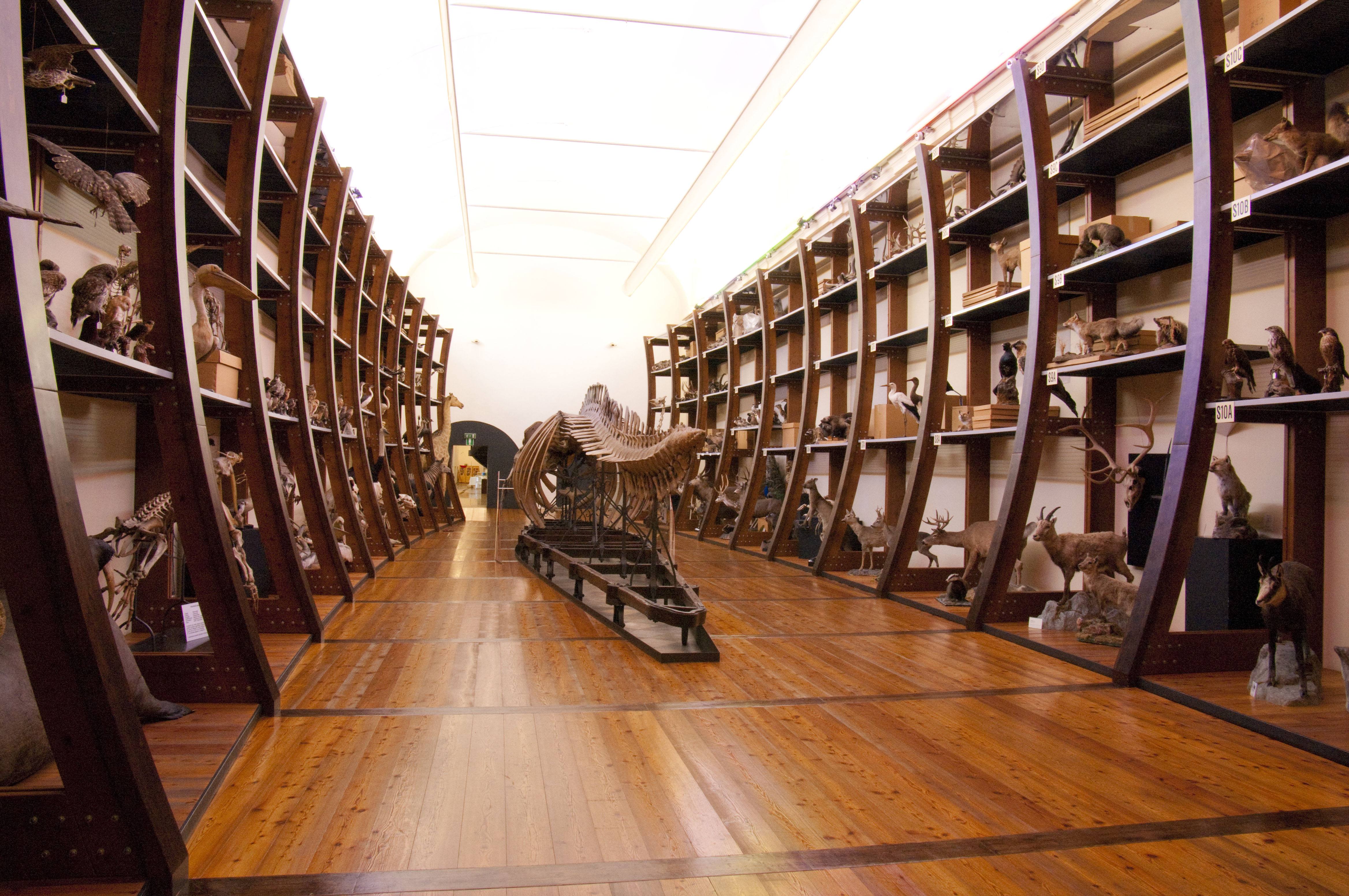 Il Museo Regionale delle Scienze di Torino cerca un progetto per l’area di accoglienza 